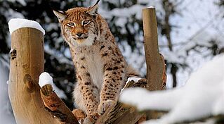 Luchs im winter, (c) Wildpark Wildbichl