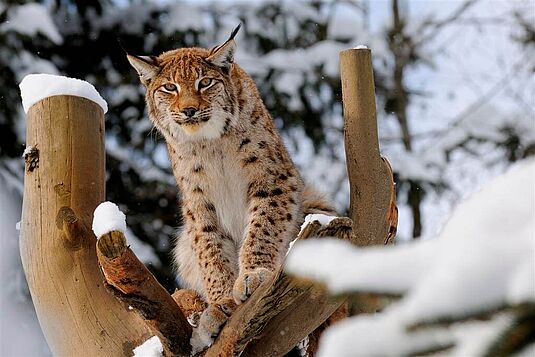 Luchs im winter, (c) Wildpark Wildbichl