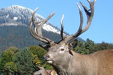 Hirsch mit Spitzstein,(c) Wildpark Wildbichl