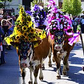 Feierlicher Almabtrieb in Tirol