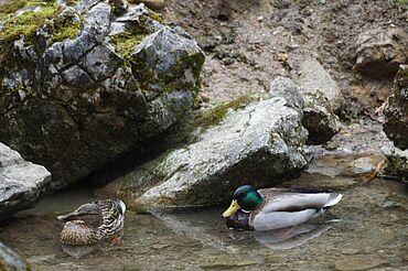 Enten im Park,(c) Wildpark Wildbichl